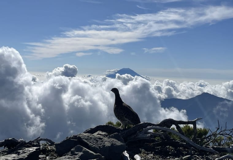 山から撮影した鳥の写真